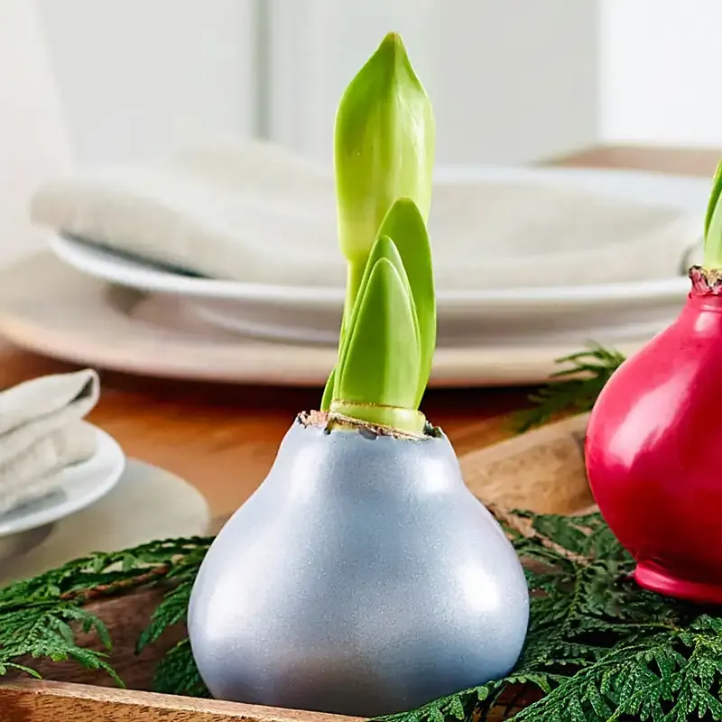 Waxed Amaryllis Bulb Self-Sustaining Indoor Flowering Plant