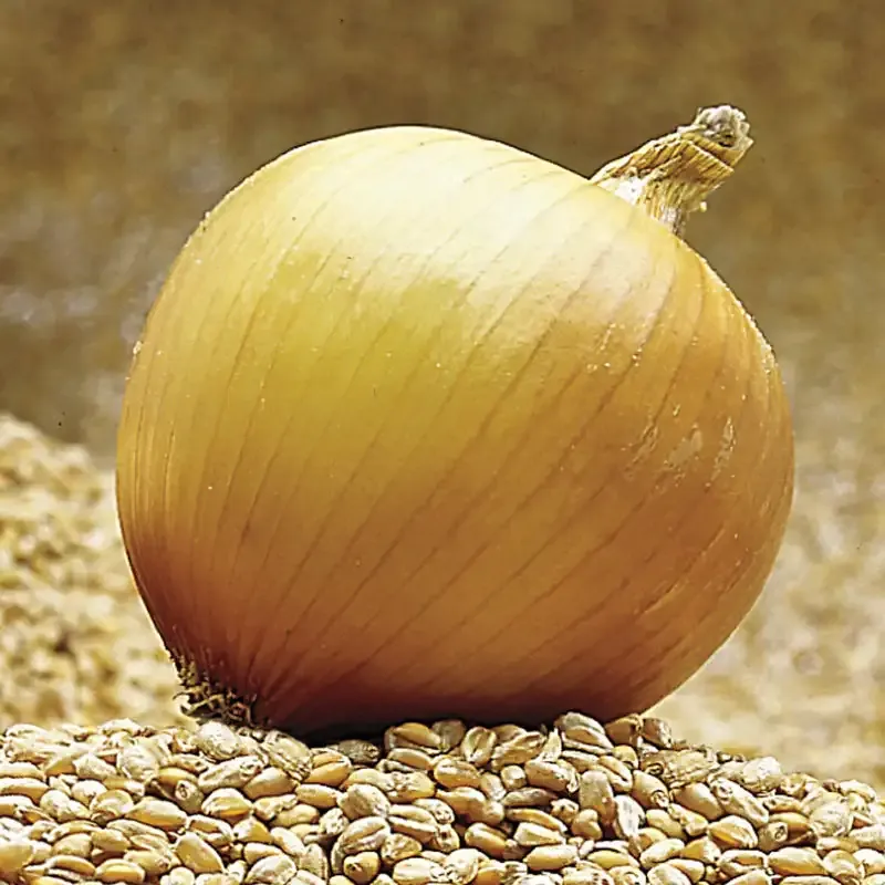 Copra Hybrid Onion Seeds - Long-Day Storage Variety