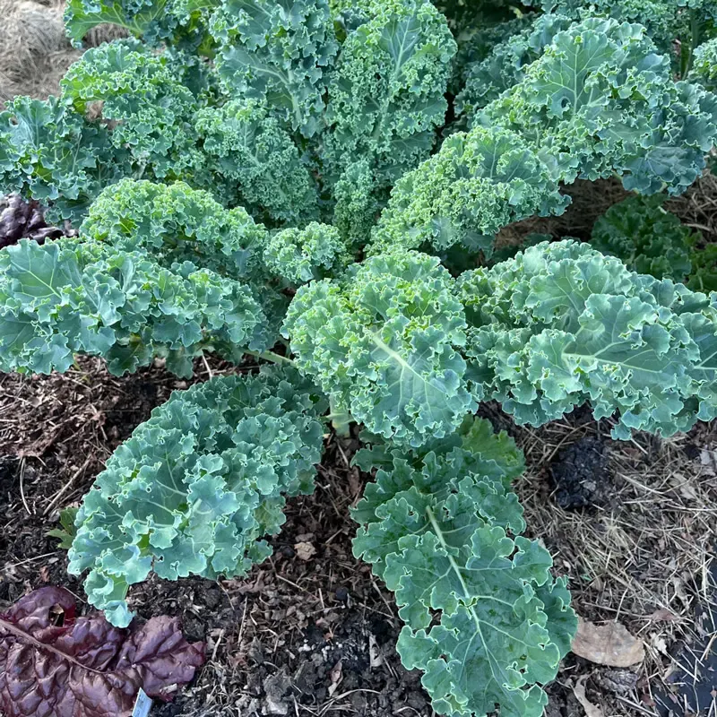 Kale Arun Fresh Leafy Green Vegetable