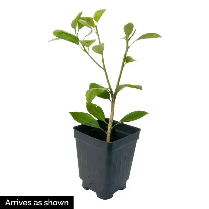 Dwarf Calamondin Orange Plant - Compact Indoor Citrus Tree 1
