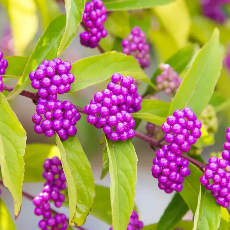 Early Amethyst Japanese Beautyberry (Callicarpa dichotoma) Deciduous Shrub