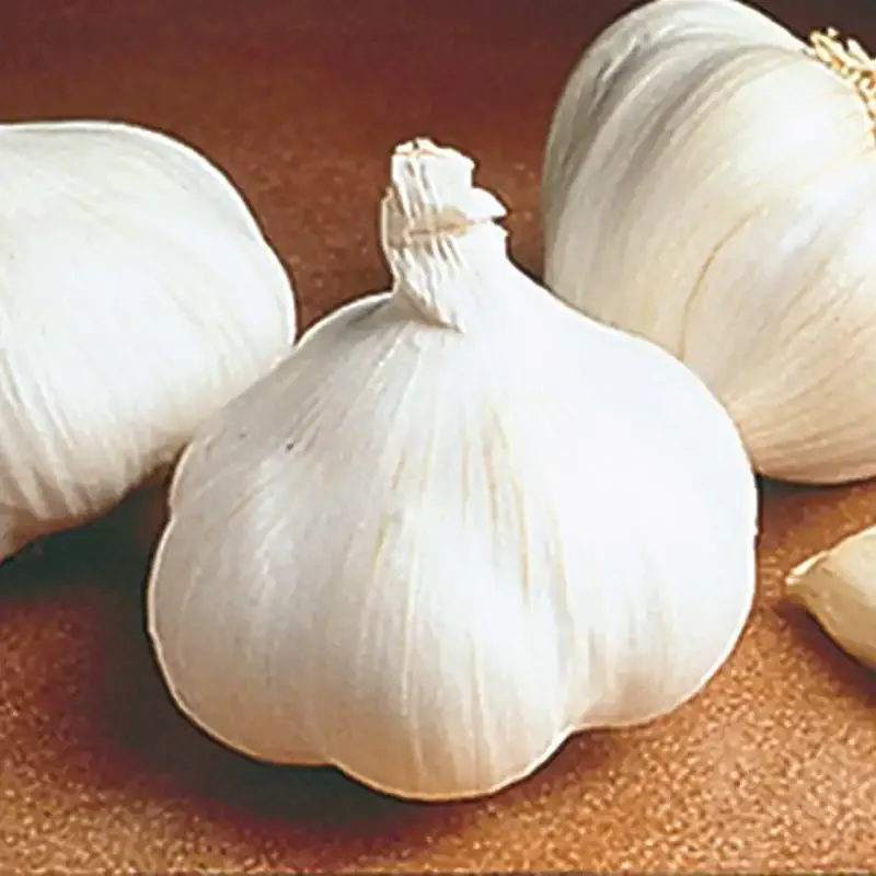 California White Softneck Garlic Bulbs 1