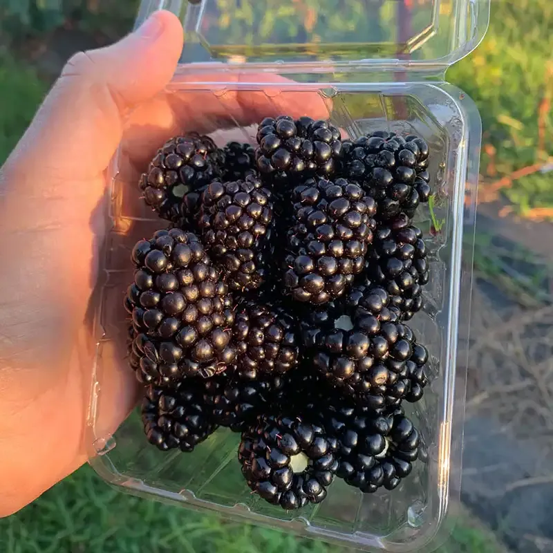 Sweet Giant Blackberry Plant - High Yield Fruit Variety 1