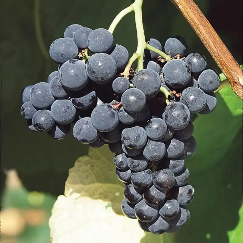 Decorative Artificial Grapes for Tabletop Display and Home Decor
