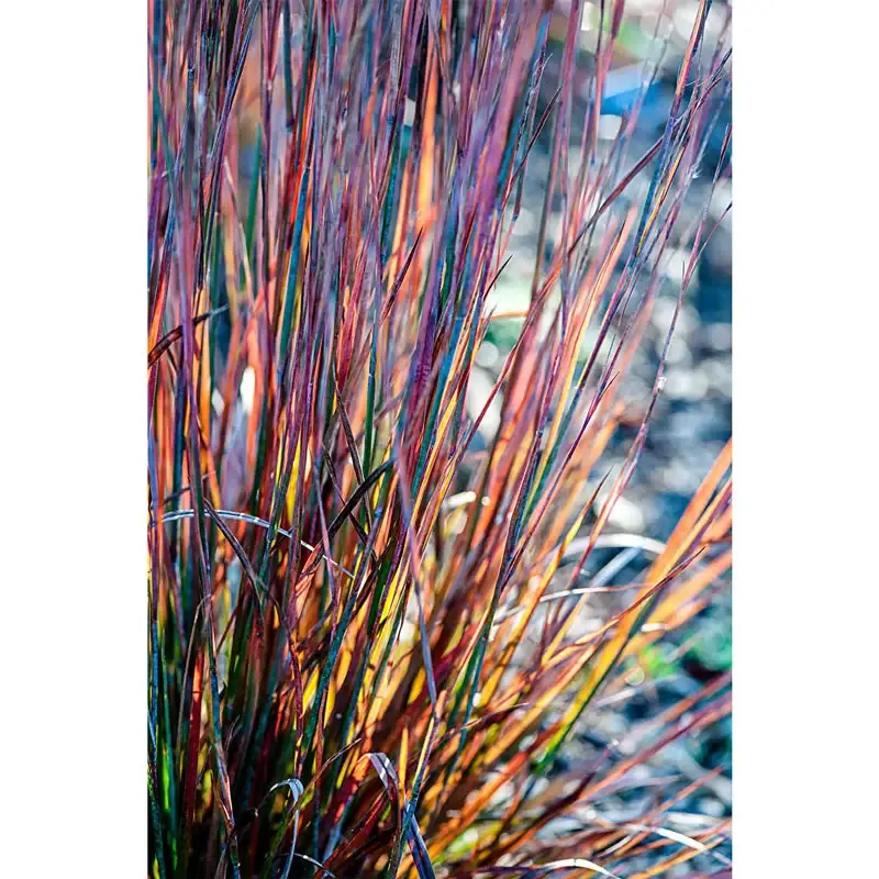 Standing Ovation Little Bluestem (Schizachyrium scoparium) Ornamental Perennial Grass 1