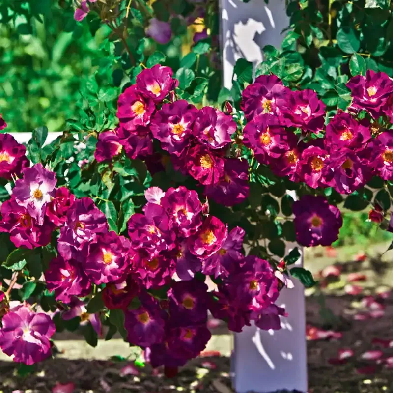 Stormy Weather Climbing Rose - Repeat-Blooming Garden Vine