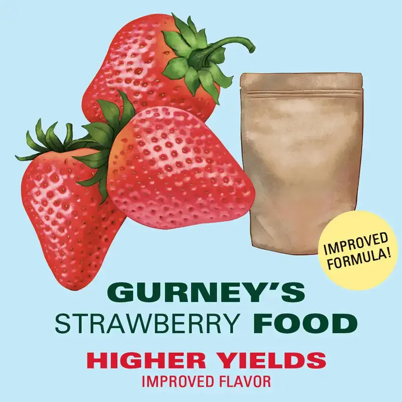 Whopper Junebearing Strawberry Plants - High-Yield Garden Fruit Starts 2