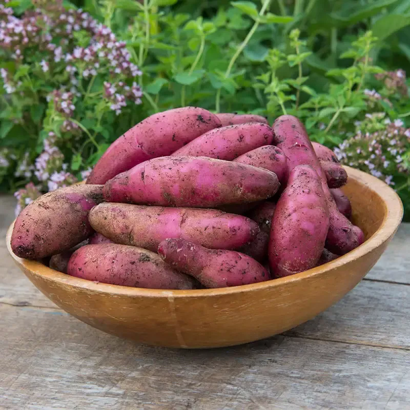 Amarose Fingerling Potatoes - Gourmet Heirloom Variety