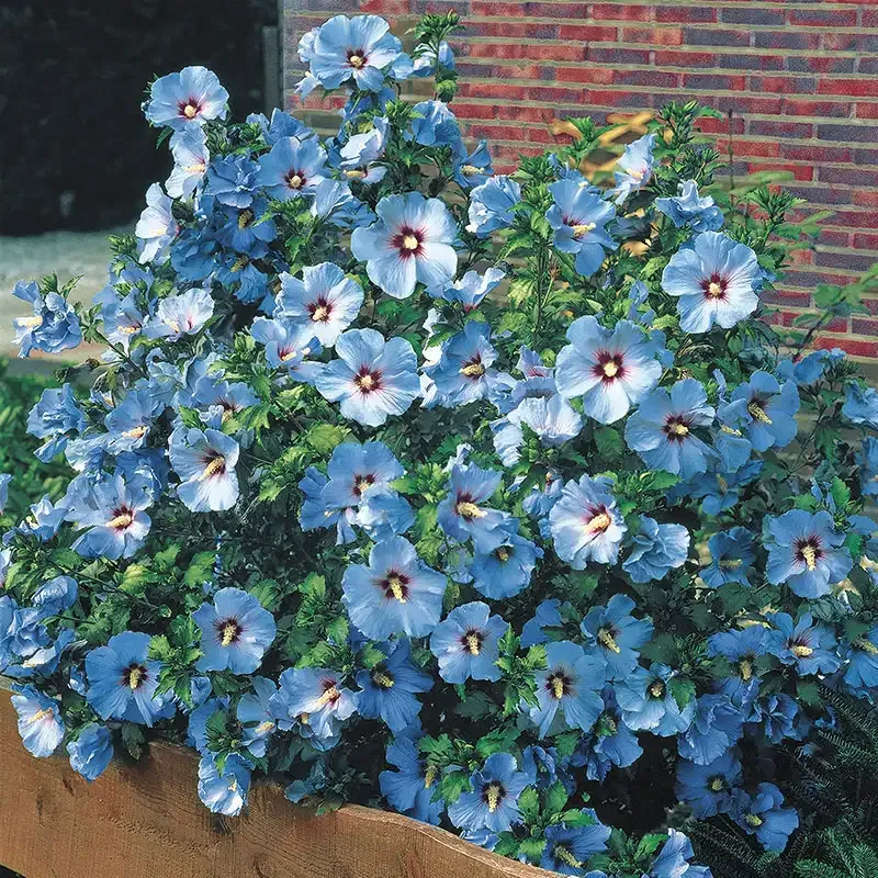 Bluebird Hibiscus Perennial Flowering Shrub 1