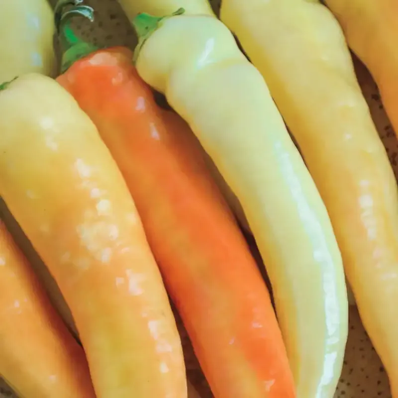 Sweet Banana Pepper Heirloom Vegetable Seeds 1