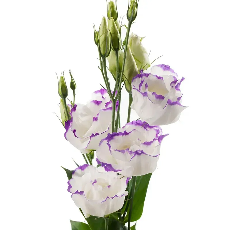 Lisianthus Cessna Blue Picotee III Professional Cut Flower 1