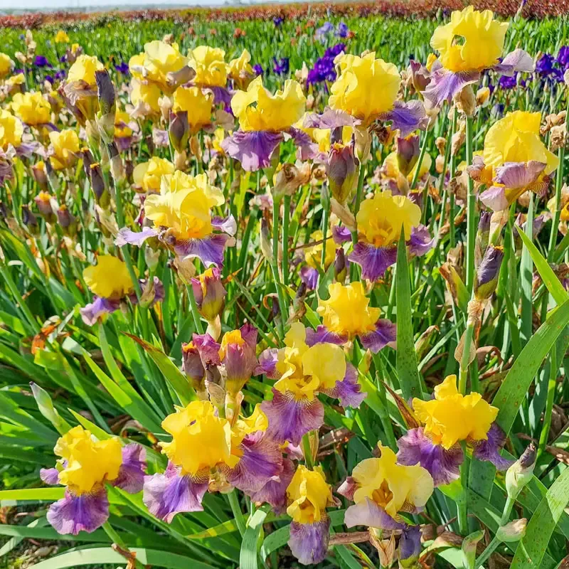 Sunrise at Sea Reblooming Bearded Iris Perennial Rhizomes 1