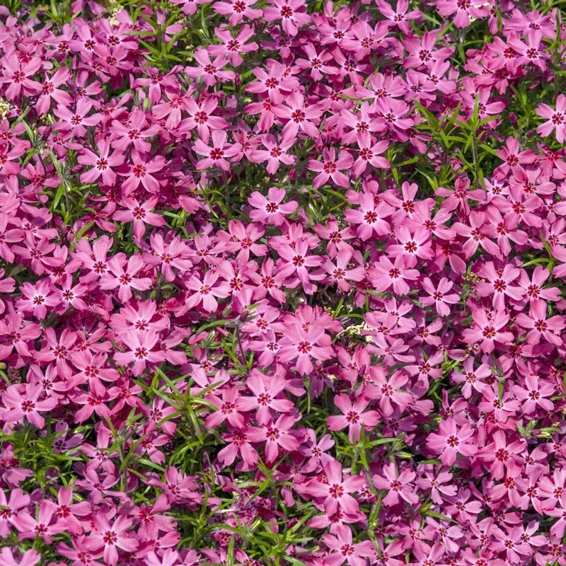 Crimson Beauty Creeping Phlox Perennial Ground Cover