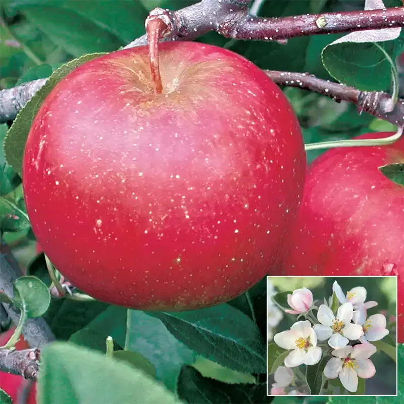 Pixie Crunch Apple Tree - Disease Resistant Variety for Home Orchards