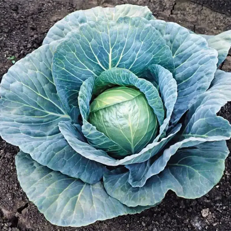Blue Vantage Hybrid Cabbage Seeds for Consistent Garden Harvest
