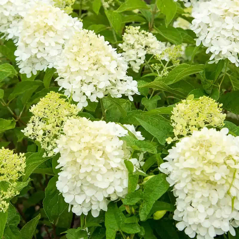 Limelight Hydrangea Paniculata Flowering Shrub