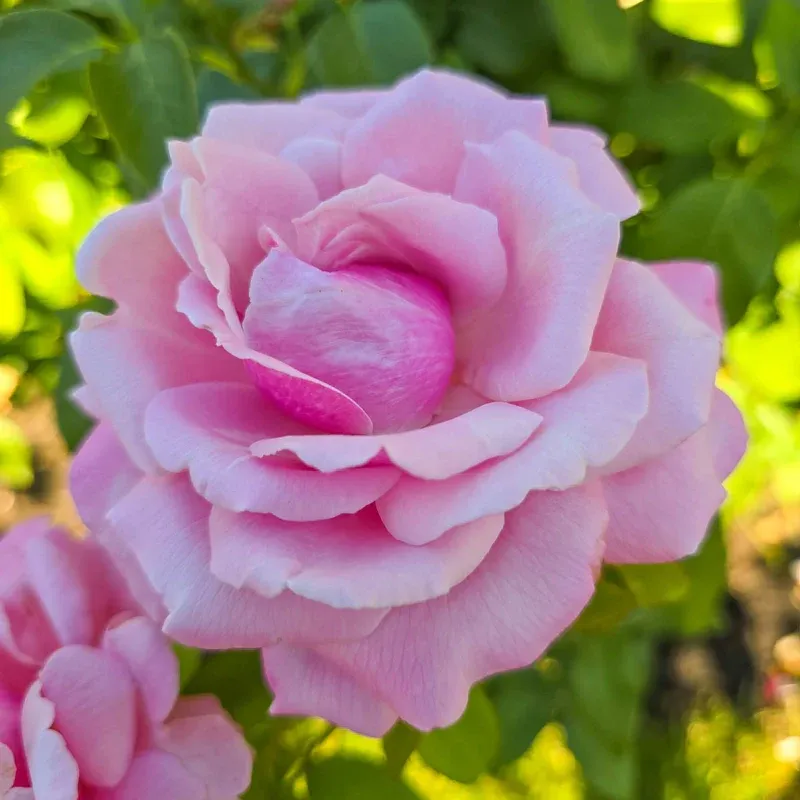 Memorial Day Hybrid Tea Rose - Fragrant Pink Flowering Shrub