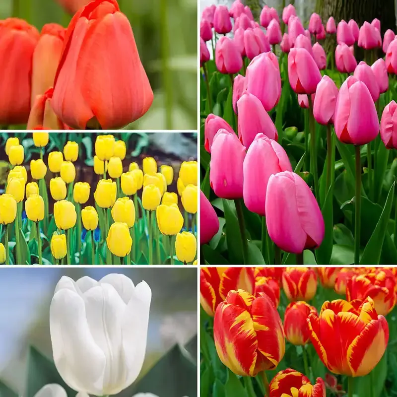 Perennial Tulip Bulbs Collection - Multi-Year Spring Flowering Varieties