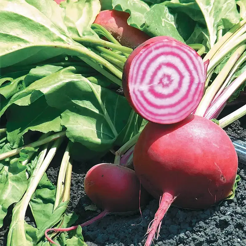 Chioggia Heirloom Beet Seeds - Candy Cane Striped Beetroot