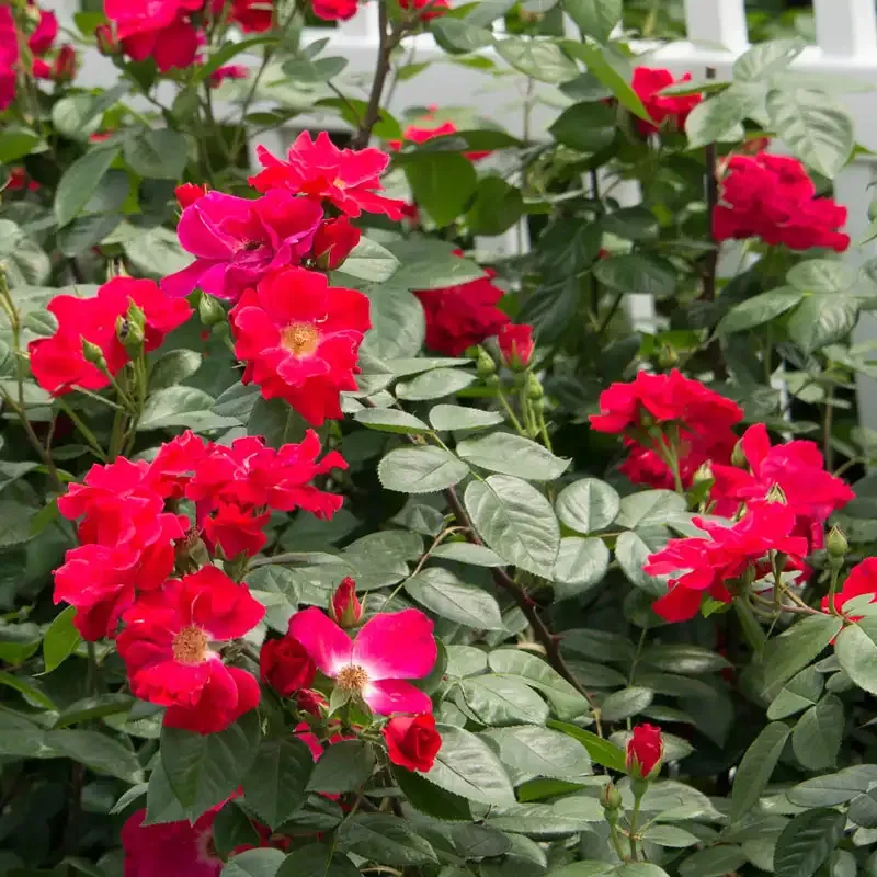 Red Freedom Rose Decorative Floral Arrangement