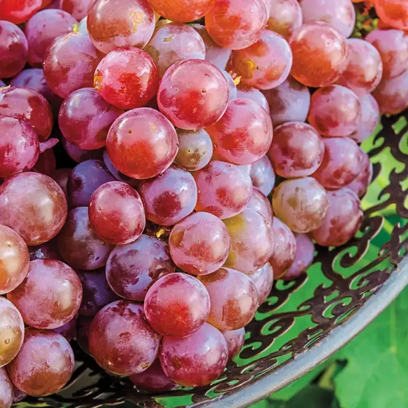 Tickled Pink Grape Vine - Fruit-Bearing Garden Plant