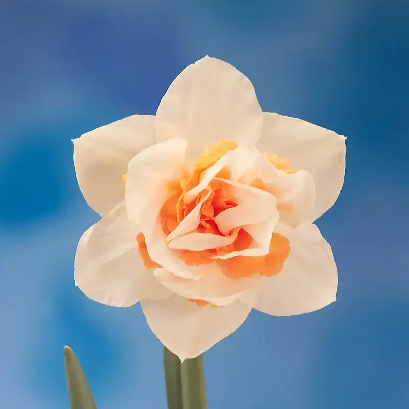 Replete Daffodil Decorative Floral Ornament for Home and Office Decor 2