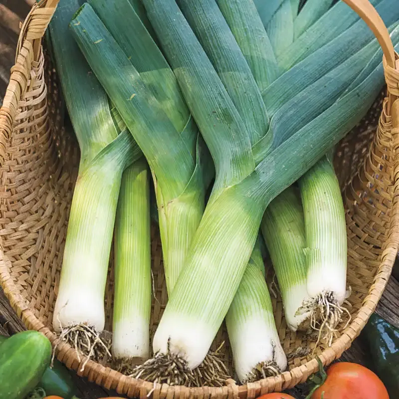 Swiss Giant Zermatt Leek Seeds - Heirloom Vegetable Variety