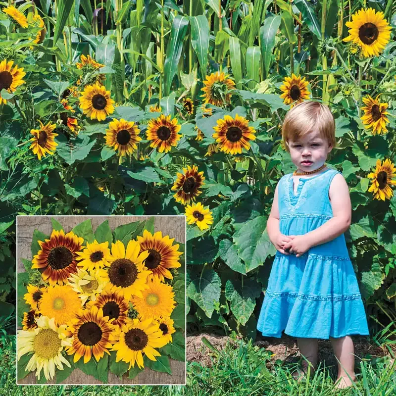 Sunny Hedge Sunflower Seed Blend for Natural Privacy Screens