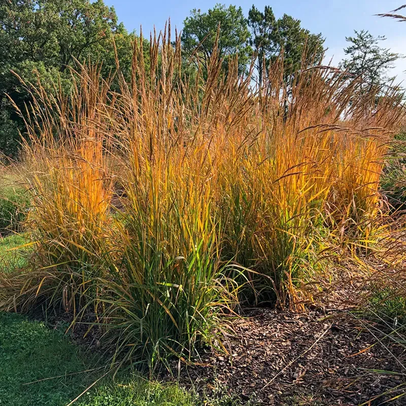 Yellow Prairie Grass Decorative Artificial Plant for Home and Office Decor 1