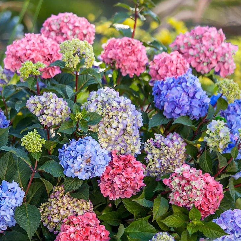 3-in-1 Hydrangea Multi-Functional Decorative Plant
