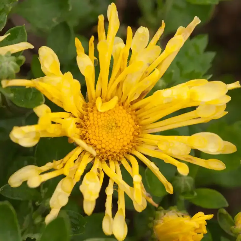 Yellow Quill Mammoth Mum Decorative Chrysanthemum 2