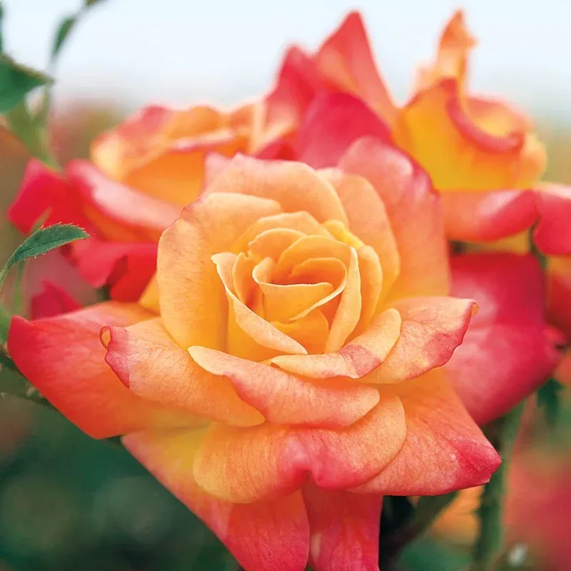 Joseph's Coat Climbing Rose Plant - Multi-Colored Hardy Climbing Shrub