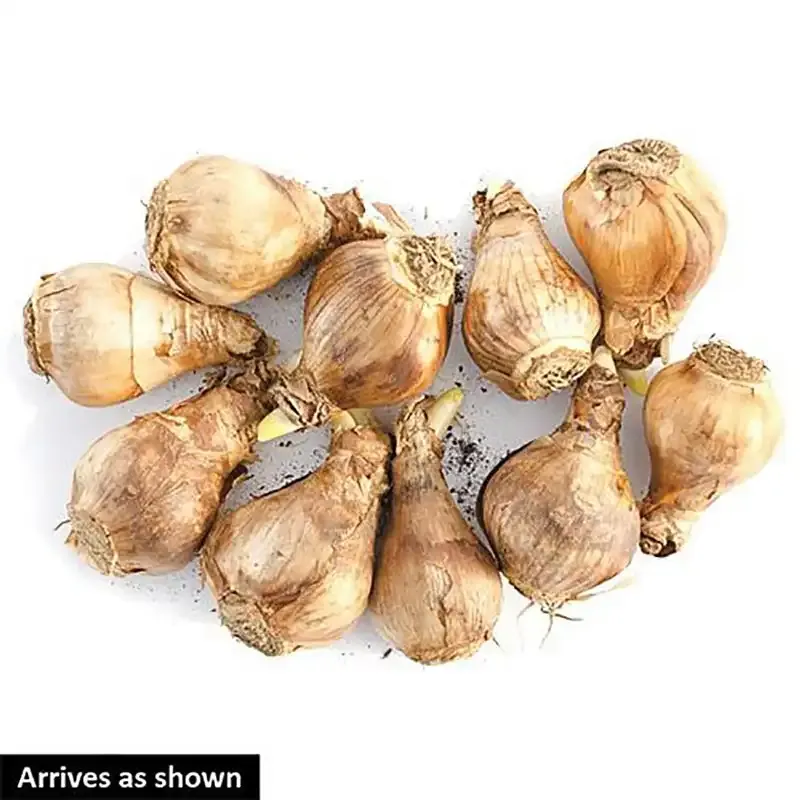 Summer Cheer Daffodil Bulbs - Fragrant Double Flowering Narcissus 1