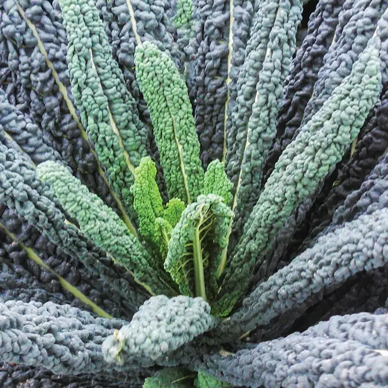Black Magic Kale Heirloom Lacinato Variety Seeds