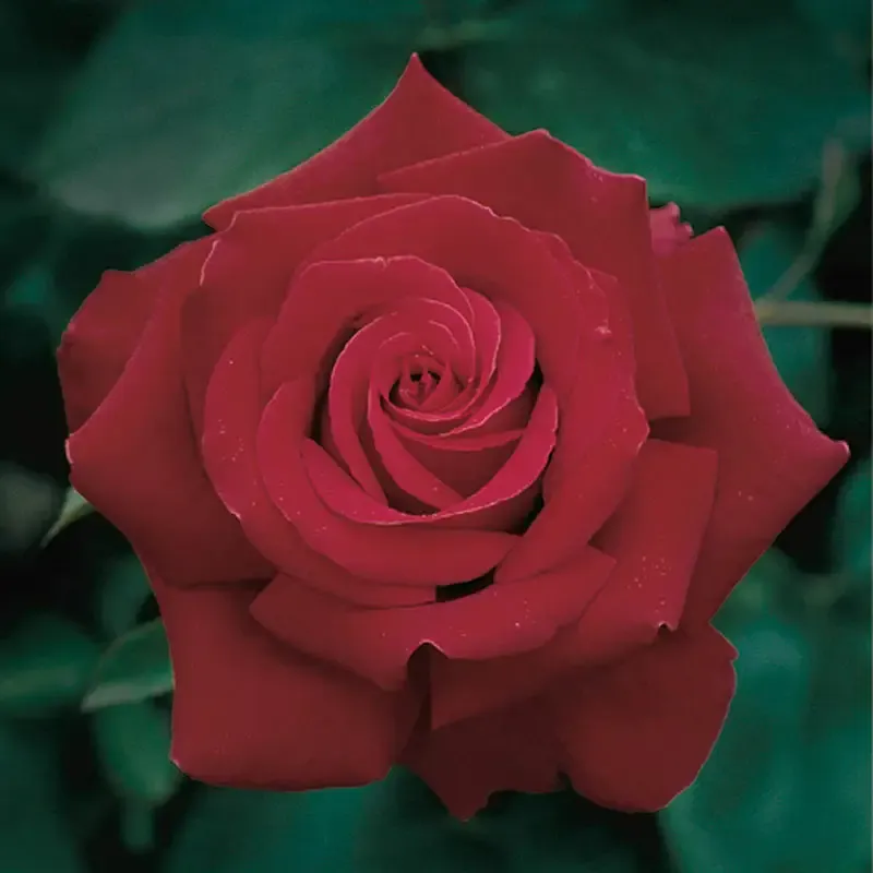 Firefighter Hybrid Tea Rose - Fragrant Deep Red Garden Shrub