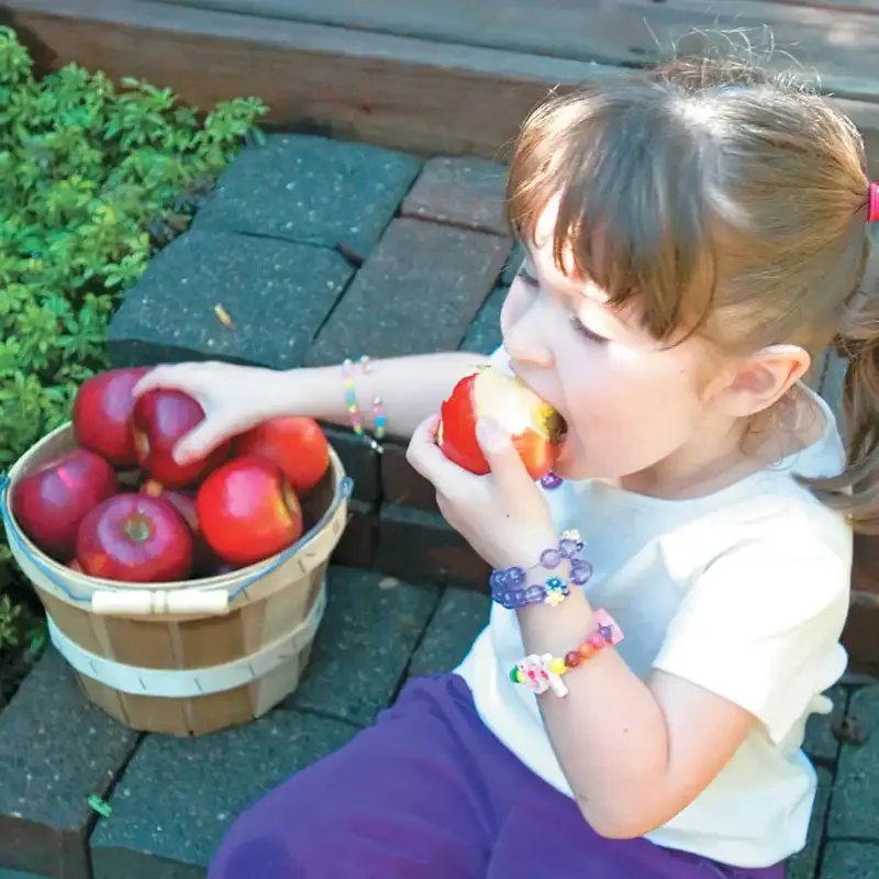 Pixie Crunch Apple Tree - Disease Resistant Variety for Home Orchards 1