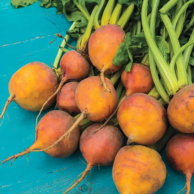Red, White & Gold Beet Mix Heirloom Vegetable Seeds 2