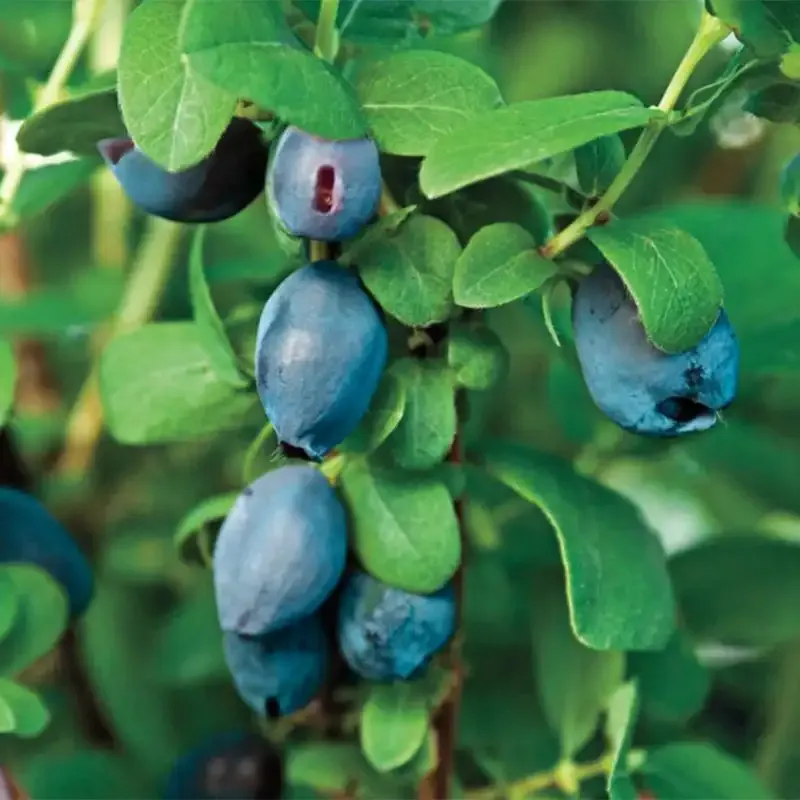 Tundra Honeyberry (Lonicera caerulea) Cold-Hardy Fruit Shrub