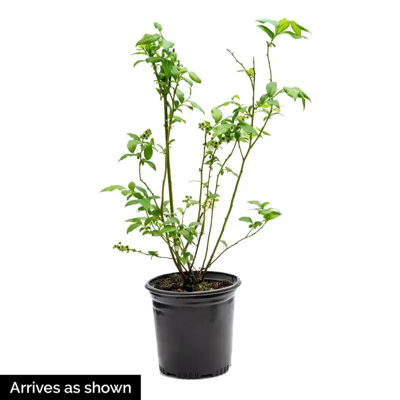 Duke Northern Highbush Blueberry Hedge Plant 6
