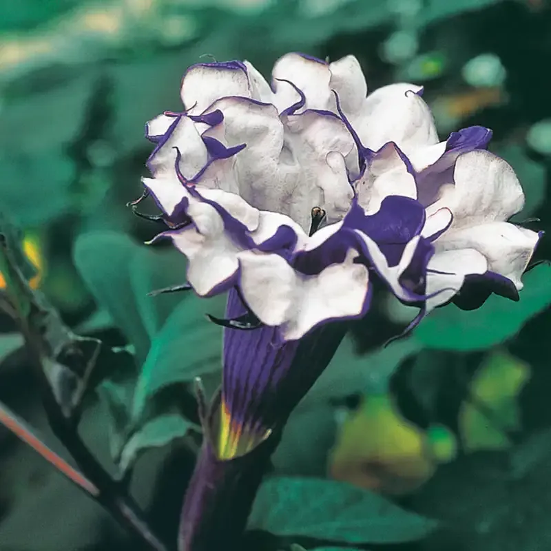 Purple Horn of Plenty Decorative Harvest Cornucopia