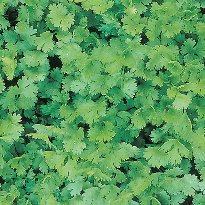 Coriander Cilantro Seeds for Home Gardening and Culinary Use
