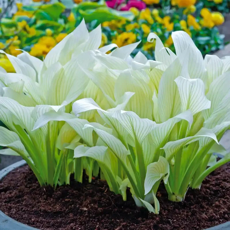 Filigree Hosta Variegated Shade-Loving Perennial Foliage Plant