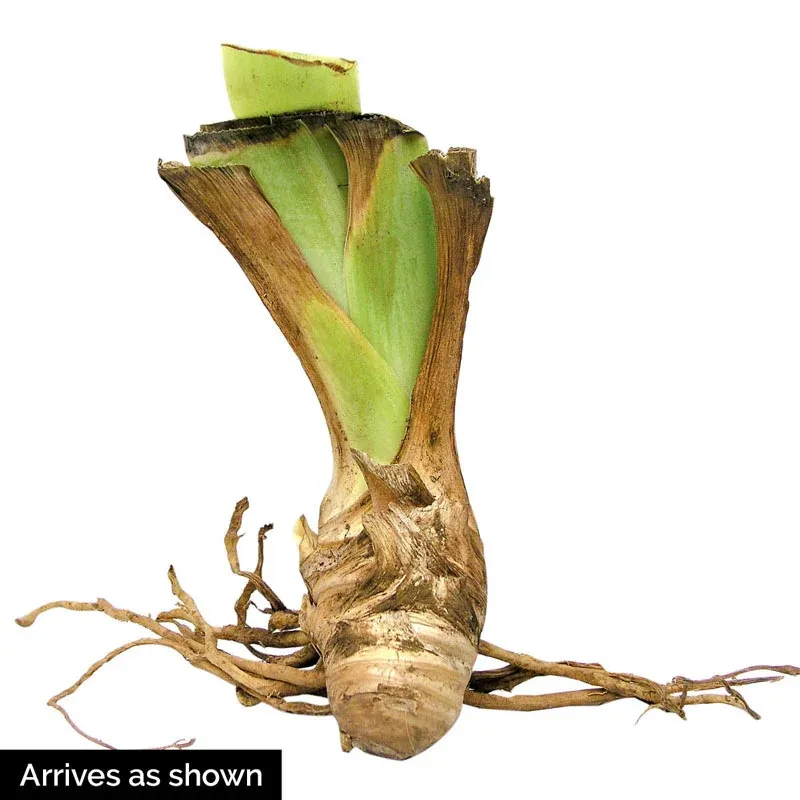 Cubs Win It Bearded Iris Perennial Garden Flower Rhizome 1