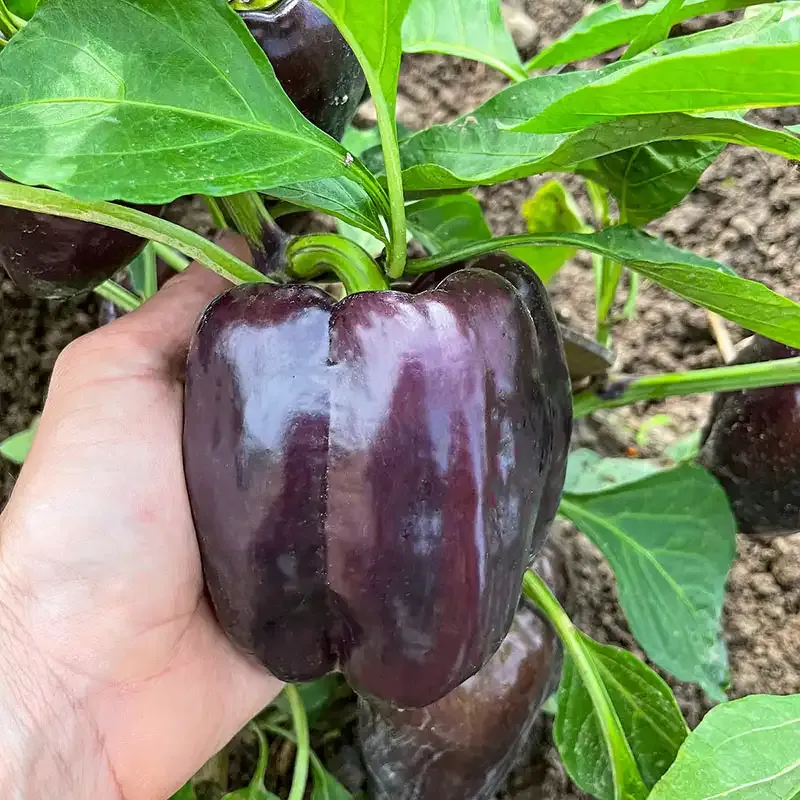 Dragonfly Hybrid Sweet Pepper Seeds - High-Yield Disease Resistant Variety