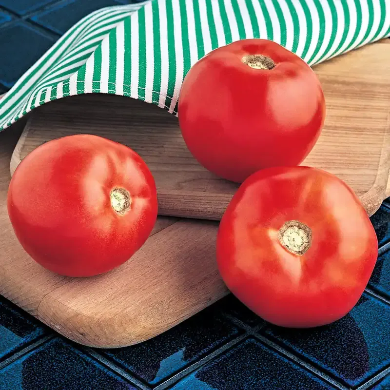 Mountain Spring Hybrid Tomato Seeds - Determinate Variety for Consistent Yields