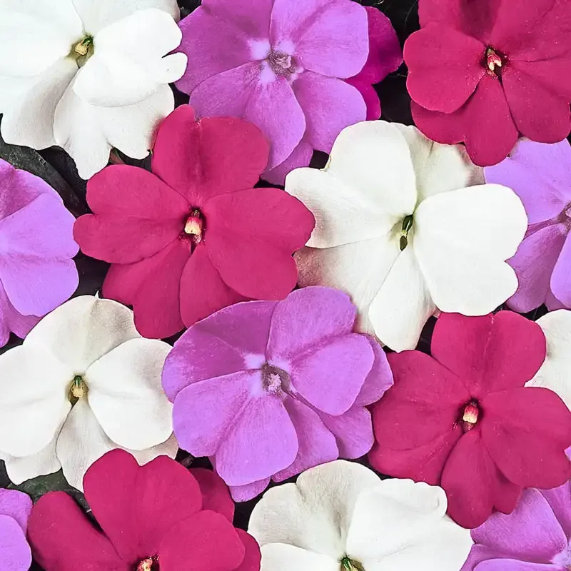 Divine Mystic Mix New Guinea Impatiens - Shade-Tolerant Flowering Bedding Plants