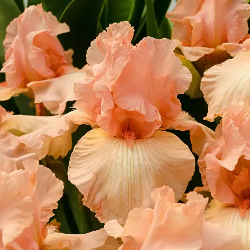 Beverly Sills Reblooming Bearded Iris Rhizomes - Coral Pink Tall Bearded Variety