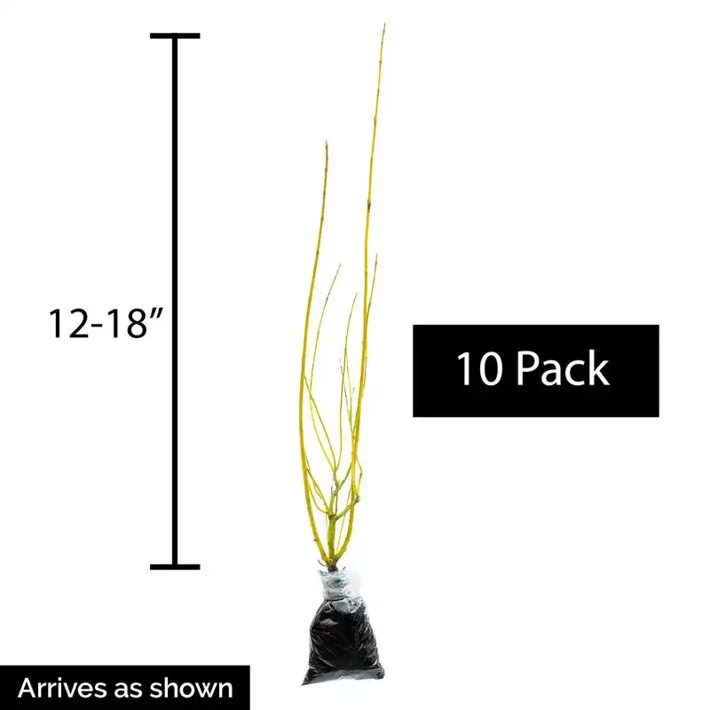 Budd's Yellow Twig Dogwood (Cornus sericea) - Deciduous Winter Interest Shrub 3