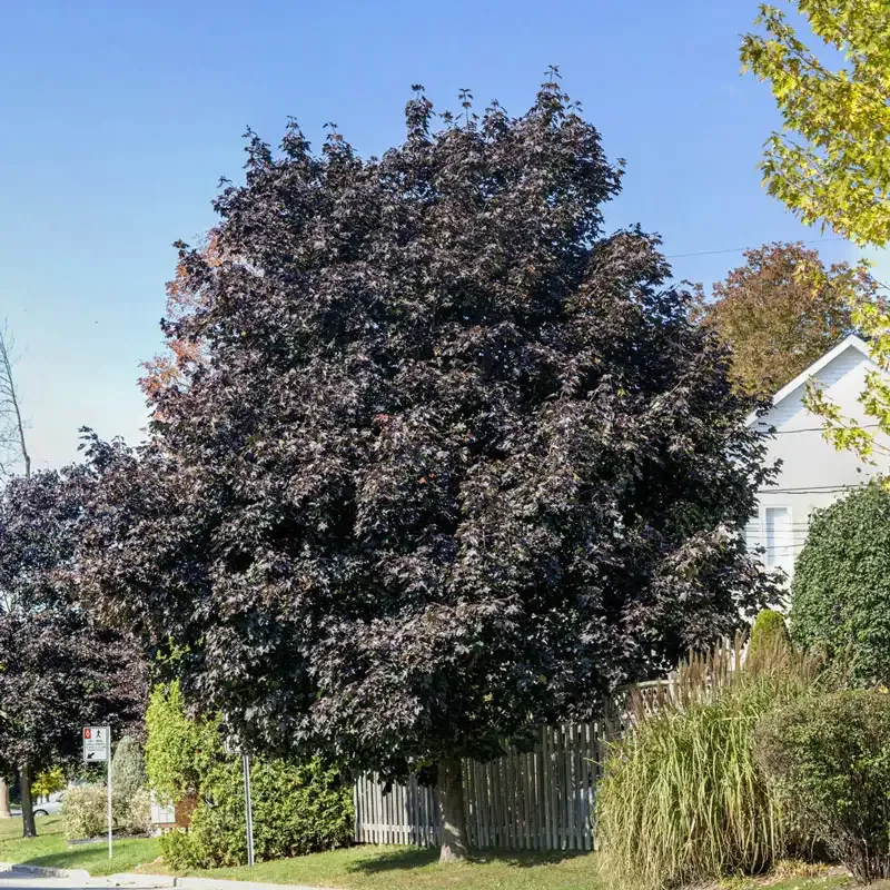 Crimson King Maple (Acer platanoides 'Crimson King') Ornamental Deciduous Tree