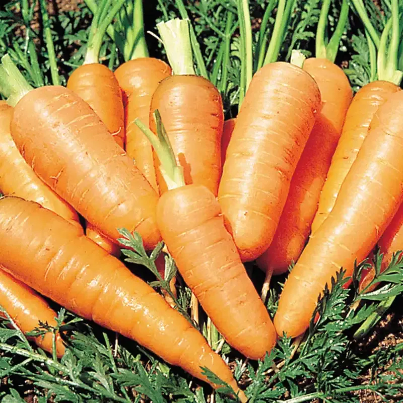 Danvers Half Long Carrot Seeds - Heirloom Vegetable Planting Seeds